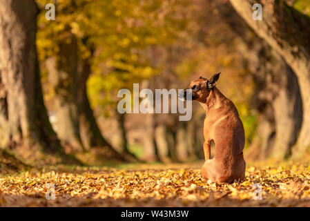 Brown cane è seduto nella foresta di autunno e mostra il suo retro. Malinois Ridgeback rhodesiano hybrid Foto Stock