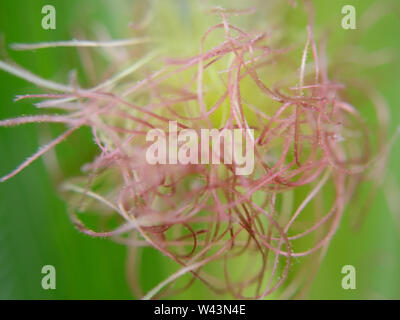 Primo piano di infiorescenza femminile di mais, mais-seta, macrofotografia, Zea mays Foto Stock