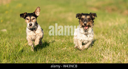 Due piccoli Jack Russell Terrier i cani sono in esecuzione su un prato verde e hanno un sacco di divertimento Foto Stock