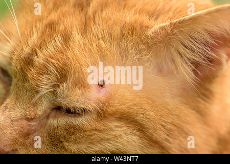 Tick alimentazione su un gatto rosso, close up Foto Stock