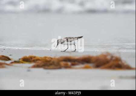 Semipalmated Sandpiper (Calidris pusilla) Cherry Beach, Nova Scotia, Canada Foto Stock