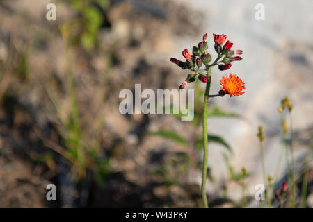 Hawkweed Hieracium di piante e fiori in estate Foto Stock