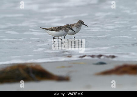 Coppia di Semipalmated Sandpiper (Calidris pusilla) Cherry Beach, Nova Scotia, Canada Foto Stock