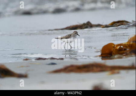 Semipalmated Sandpiper (Calidris pusilla) foraggio lungo il litorale, Cherry Beach, Nova Scotia, Canada Foto Stock