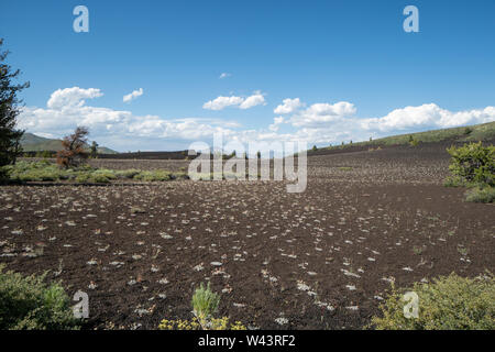 Fiori selvatici e piante tentativo di crescere nel cono di scorie flussi di lava in crateri della luna Monumento Nazionale in Idaho. Paesaggio minimalista Foto Stock