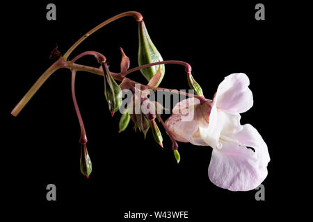 Una fotografia di un Himalayan fiore Balsamina Impatiens glandulifera e il suo verde, sviluppo di capsule di seme. Le cialde sono in grado di sparare i semi severa Foto Stock