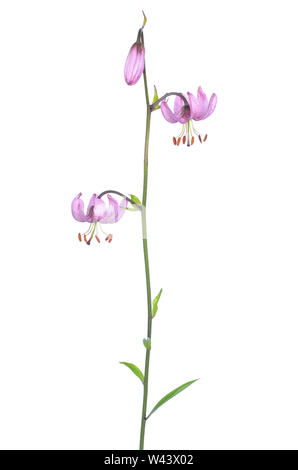 Il Lilium martagon (giglio martagon) fiore isolato su sfondo bianco Foto Stock