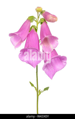 Digitalis purpurea, foxglove flower isolati su sfondo bianco Foto Stock
