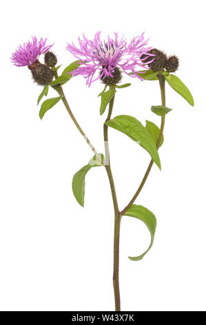 Cornflowers (Centaurea jacea) isolato su sfondo bianco Foto Stock