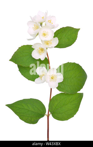 Fiori di gelsomino isolati su sfondo bianco Foto Stock