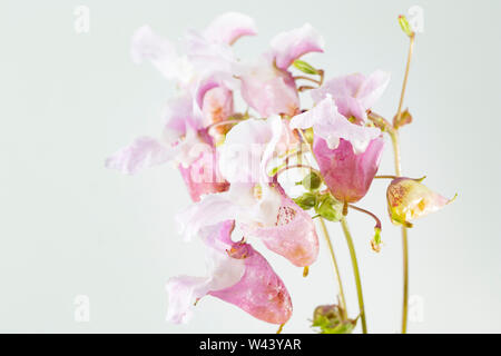 Fioritura Himalayan Balsamina Impatiens glandulifera, trovato crescente al lato di una strada vicino a un fosso nel Dorset. Balsamo himalayano è un non-nativo invas Foto Stock