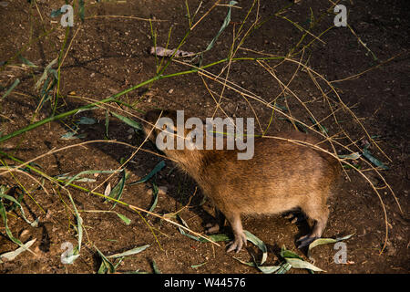 Vista laterale di uno capibara (Hydrochoerus hydrochaeris) mangia l'erba. Foto Stock