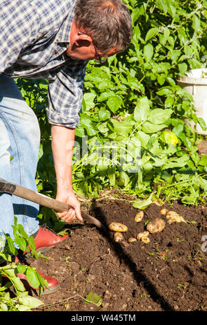 Giardiniere sollevamento raccolta scavando le patate di primizia in un orto sul suo riparto con una forcella di giardino Foto Stock