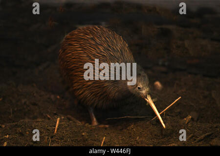 L'Isola del nord brown kiwi, Apteryx mantelli, è la più comune kiwi, con circa 35.000 rimanenti, nel selvaggio in Nuova Zelanda. Questo uccello trattiene il w Foto Stock