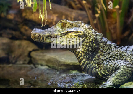 Detroit, Michigan - un caimano nana (Paleosuchus palpebrosus) al lo Zoo di Detroit. Foto Stock