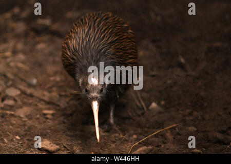 L'Isola del nord brown kiwi, Apteryx mantelli, è la più comune kiwi, con circa 35.000 rimanenti, nel selvaggio in Nuova Zelanda. Questo uccello trattiene il w Foto Stock