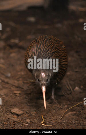 L'Isola del nord brown kiwi, Apteryx mantelli, è la più comune kiwi, con circa 35.000 rimanenti, nel selvaggio in Nuova Zelanda. Questo uccello trattiene il w Foto Stock