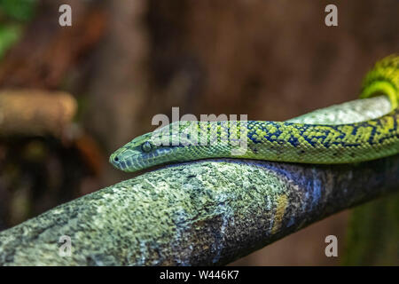 Detroit, Michigan - un giamaicano boa (Epicrates subflavus) al lo Zoo di Detroit. Foto Stock