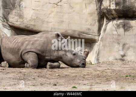 Detroit, Michigan - Un rinoceronte bianco (Ceratotherium simum) al lo Zoo di Detroit. Foto Stock