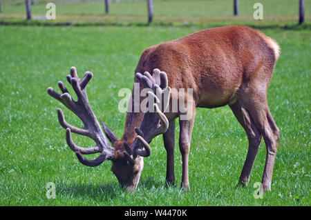 Un rosso cervo con una impressionante serie di palchi lambisce nel suo paddock sulla costa ovest della Nuova Zelanda. Foto Stock