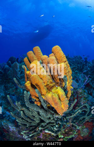 Un colorato set di spugne prosperano su una sana barriera corallina al largo della costa di Grand Cayman nel Mar dei Caraibi. Questa è una destinazione per subacquei. Foto Stock