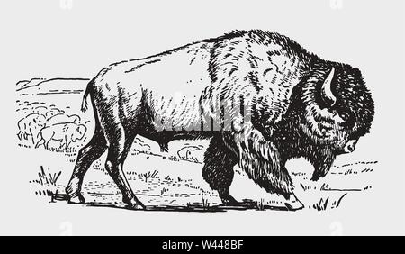 Maschio di american plains bison in vista laterale e in piedi di fronte al suo gregge. Illustrazione dopo una incisione storica risalente agli inizi del XX secolo Illustrazione Vettoriale