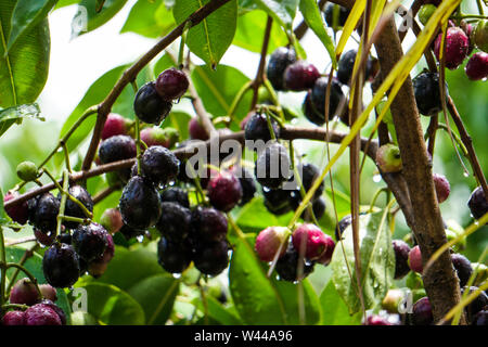 JAMBOLAN prugna, Jamun frutta, Syzygium cumini, prugna nera, Java prugna, Black Berry pianta da frutto Foto Stock