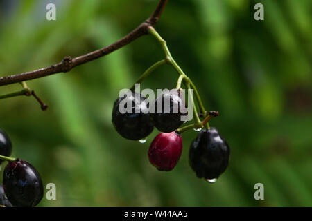 JAMBOLAN prugna, Jamun frutta, Syzygium cumini, prugna nera, Java prugna, nero Frutti di bosco Foto Stock