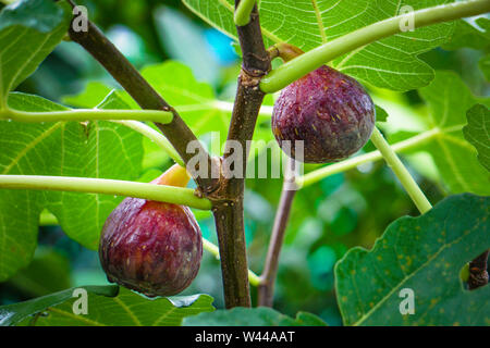 Una mano che mostra Ficus racemosa popolarmente noto come cluster fico, Indian fig tree o goolar ( golare), in lingua bengalese Dumur e figure cioè cauliflory Foto Stock