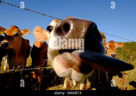 Vacche Jersey essendo curioso presso la borsa di scherma Foto Stock