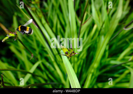 Un bumblebee alimentare sulla formazione di fiori in erba alta di un intrico di Crocosmia Lucifer in una selvaggia letto floreale di un paese di lingua inglese Garden cottage Foto Stock