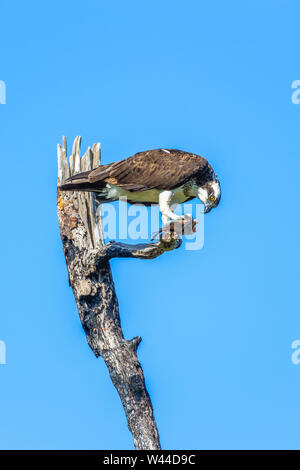 Falco pescatore (Pandion haliaetus) mangiare pesce in Flamingo campeggio. Parco nazionale delle Everglades. Florida. Stati Uniti d'America Foto Stock