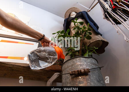 La mano di una ragazza di abbeveraggio una pianta verde, visto dal di sotto, all'interno di una moda ecologica negozio con il manichino e predisposti a livello locale gli indumenti. Foto Stock