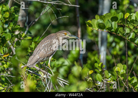 I capretti nitticora (Nycticorax nycticorax) in Big Cypress National Preserve. Florida. Stati Uniti d'America Foto Stock