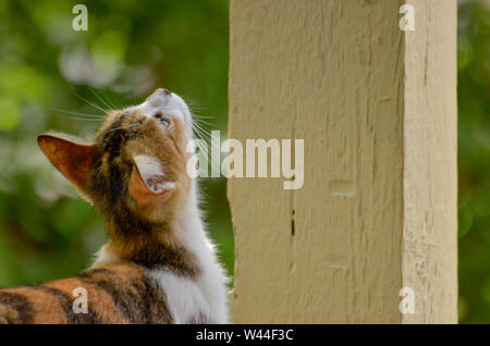 Calico gattino cercando Foto Stock