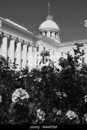 Le Rose in primo piano della cupola e storico Alabama State Capitol Building in Montgomery, AL, su una giornata d'estate in bianco e nero Foto Stock