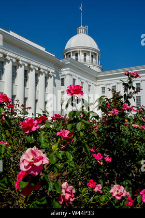 Le rose rosa in primo piano della cupola e storico Alabama State Capitol Building in Montgomery, AL, su una giornata d'estate Foto Stock