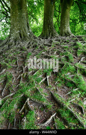 Tre antichi faggi con linee incise con nomi e utilizzato come desiderosi di alberi con radici esposte ad Avebury Henge stone circle Inghilterra Foto Stock