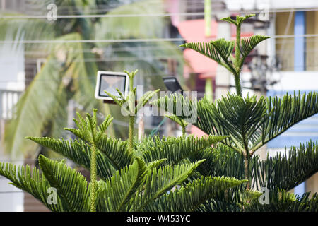 Verde Naturale siepe di Thuja conifere alberi (Platycladus orientalis) su isolati sullo sfondo della città. Pianta sempreverde. Natale in fiore foglie in sunligh Foto Stock