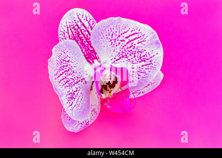 Orchidea. Una grande rose fiori di orchidea su un brillante sfondo rosa. Fotografia orizzontale Foto Stock