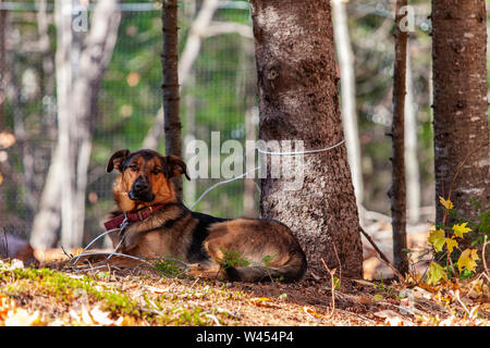 Un bel pastore tedesco cane è visto dalla parte anteriore, come si appoggia sotto un albero maturo durante una calda giornata, legato all'albero sembra a telecamera. Foto Stock