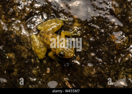 Hong Kong rana a cascata (Amolops hongkongensis) da Hong Kong, Hong Kong. Foto Stock