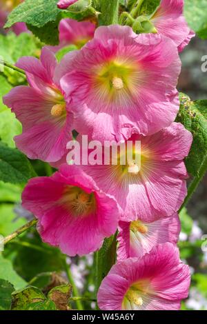 Primo piano di un bel rosa (hollyhock Alcea) fiori in un giardino Foto Stock