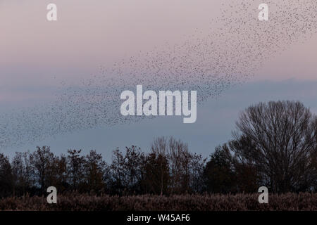 Stormo di uccelli facendo una bella forma nel cielo sopra alcuni alberi Foto Stock