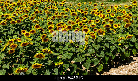 Il paesaggio dei Colli Euganei, campi di girasoli, Italia Foto Stock