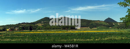 Il paesaggio dei Colli Euganei, campi di girasoli, Italia Foto Stock
