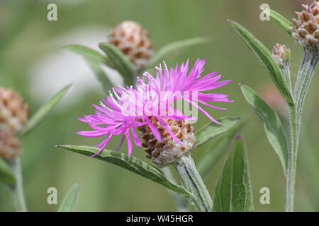 Centaurea jacea, il fiordaliso marrone, noto anche come Brown-radiati Fiordaliso, Fiordaliso Brownray e Hardheads Foto Stock