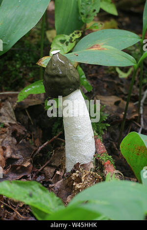 Phallus impudicus, noto come il common stinkhorn, funghi selvatici dalla Finlandia Foto Stock