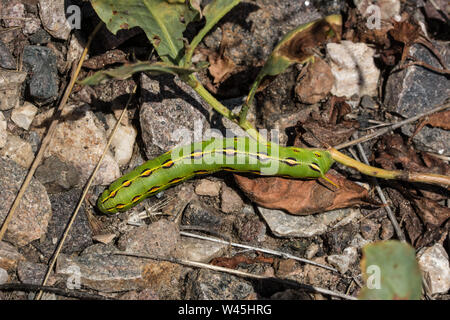 bruco di Sphinx (Hyles lineata) dalla contea di Otero, Colorado, Stati Uniti. Foto Stock