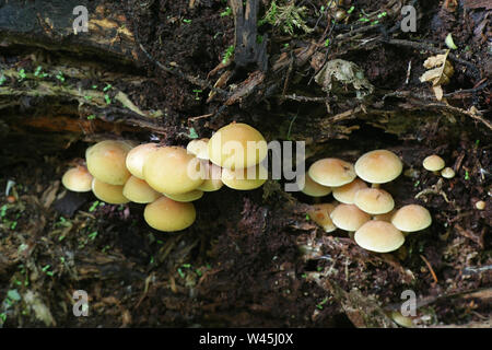 Hypholoma fasciculare, comunemente noto come il ciuffo di zolfo Zolfo ciuffo o woodlover cluster Foto Stock